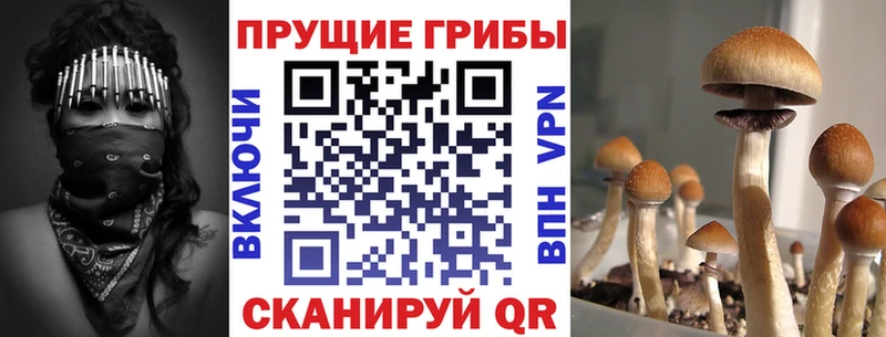 дарк нет официальный сайт Дербент Псилоцибиновые грибы Psilocybine cubensis где купить наркоту